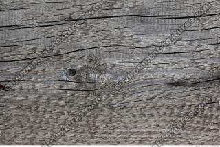 Photo Textures of Wood